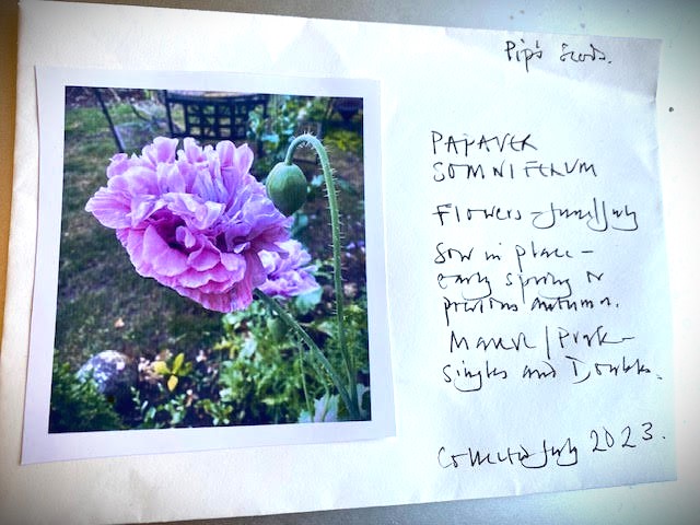 Featured Image For “Global Seed Swap”