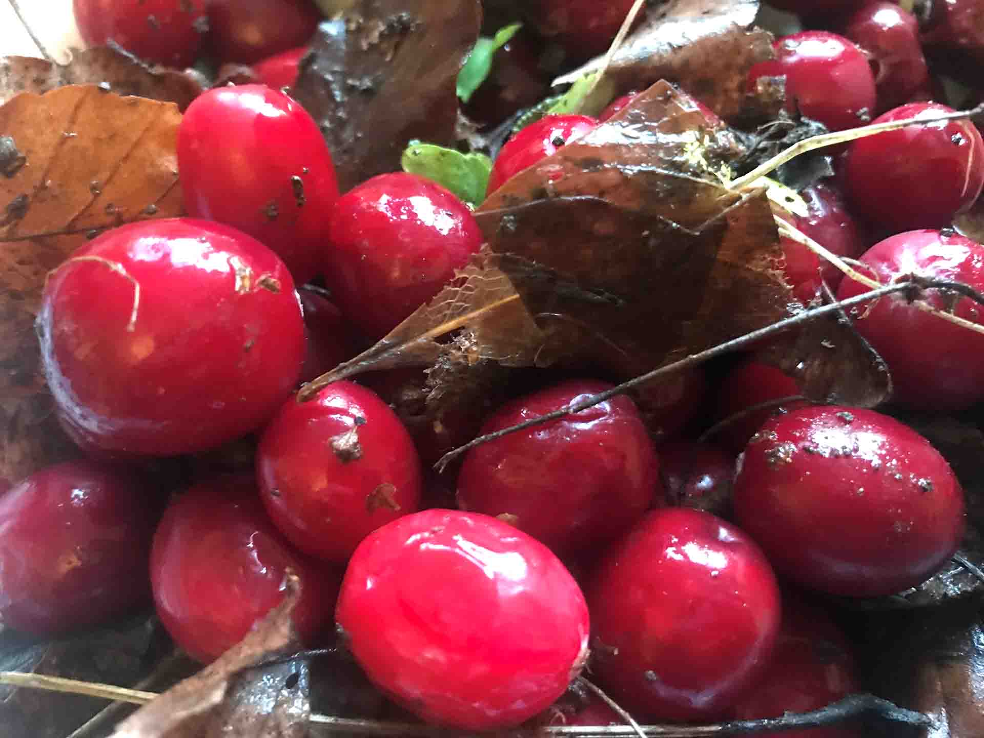 Cranberries &Amp; Dizinon