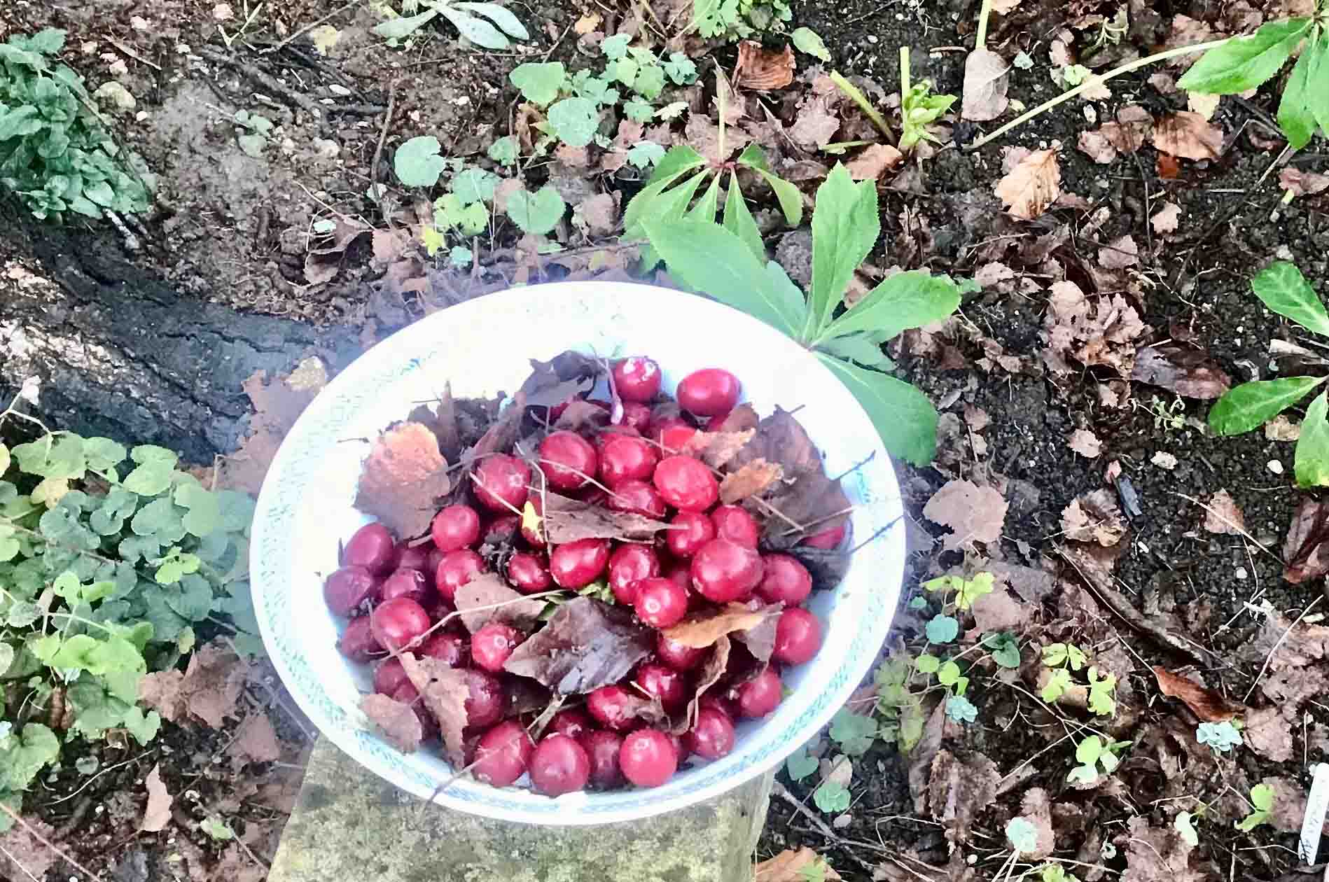 Featured image for “Cranberries, Avian Aversion & An Unexpected Ingredient”