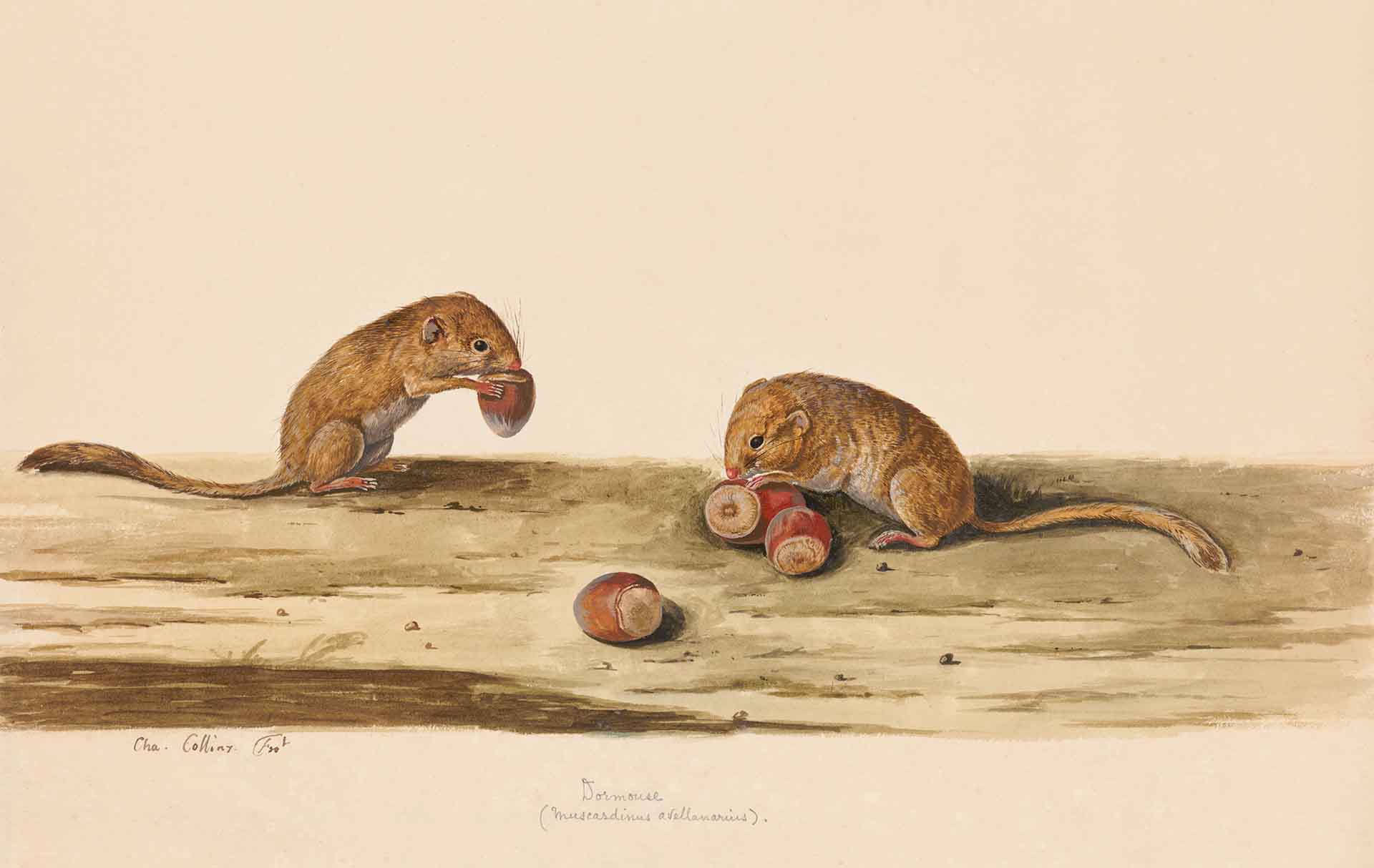 Featured image for “Of Mice & Sanctuaries”