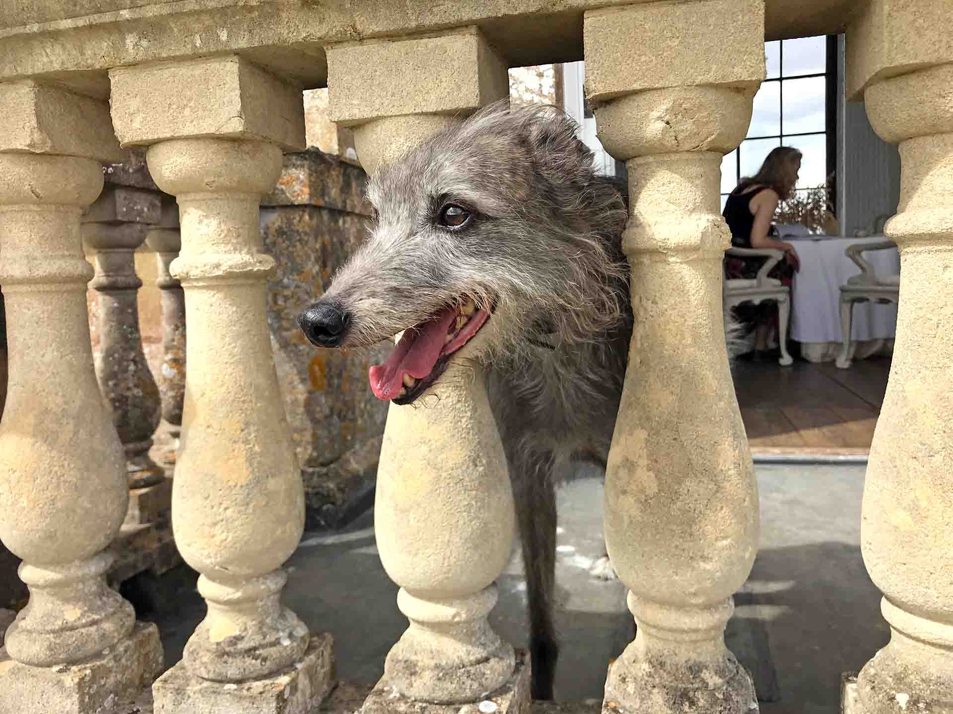 Lurcher Ellie Waiting For Her Master At Worcester Lodge