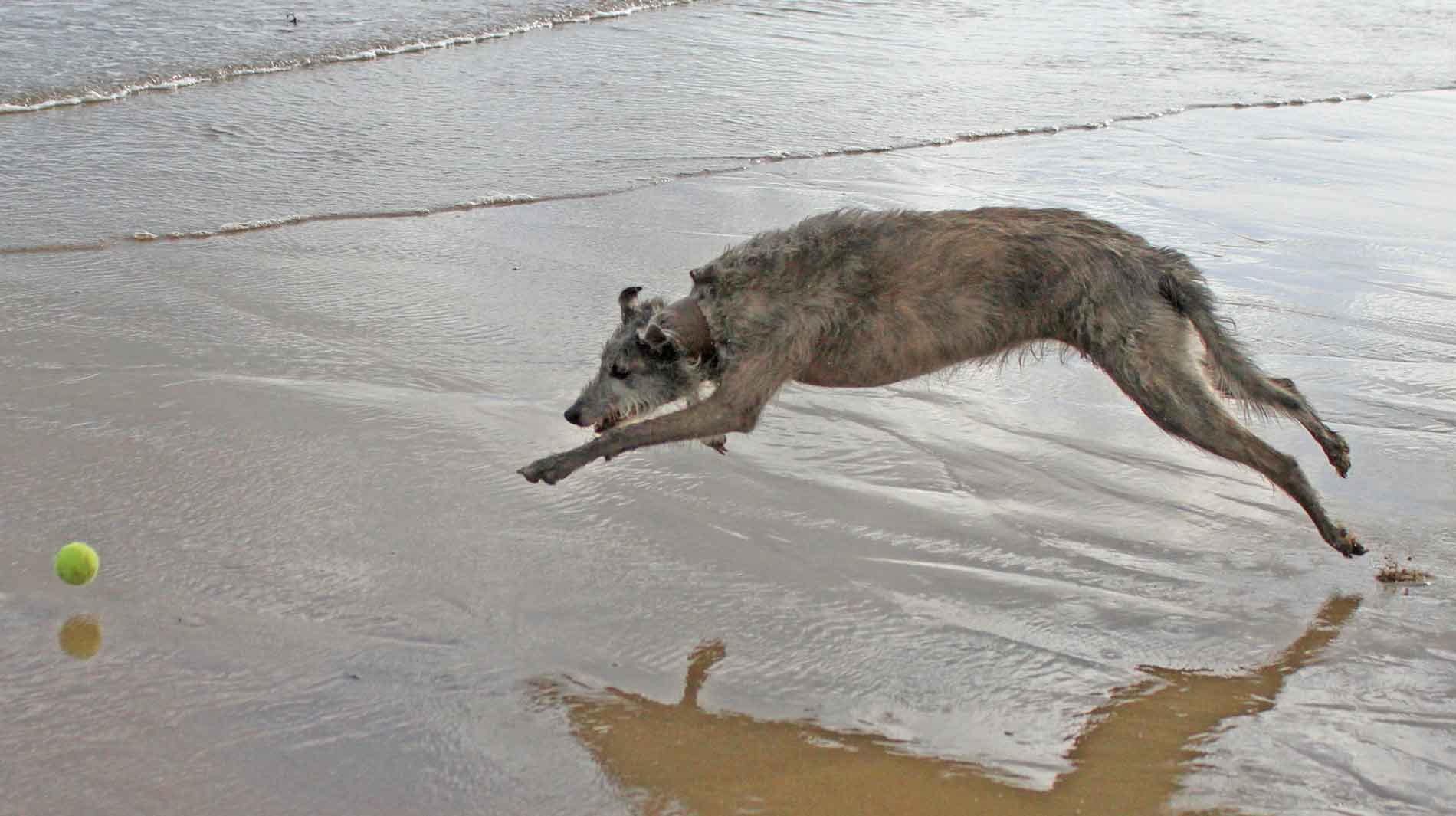Lurcher Pouncing On A Ball At The Beach