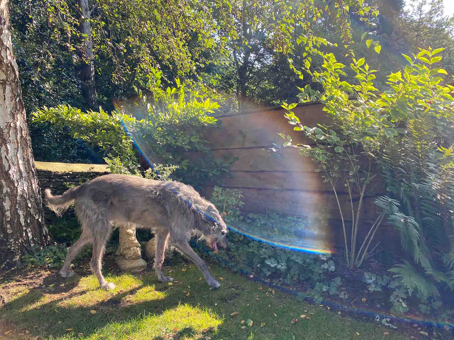 Featured image for “Spirit Dog”