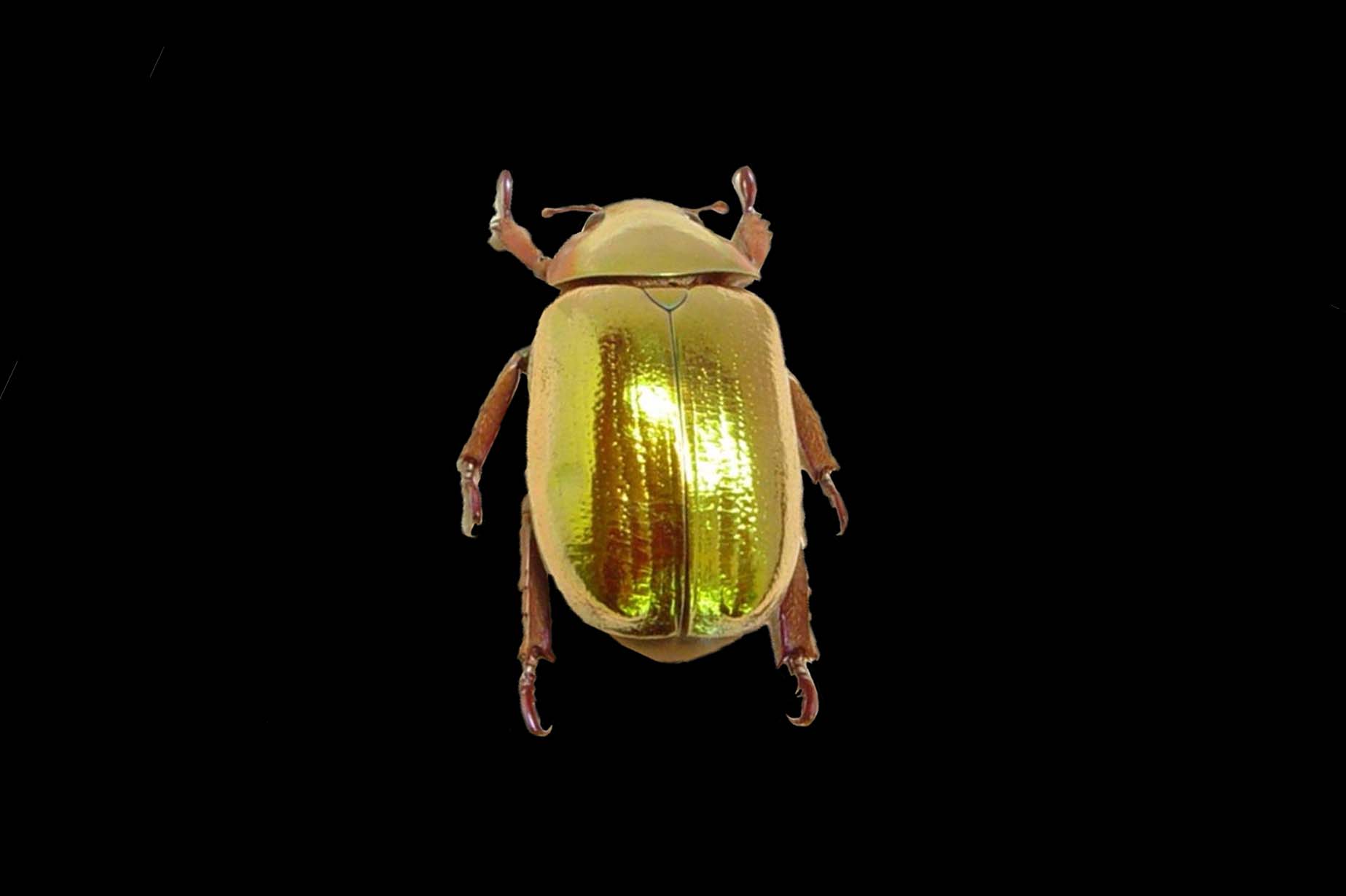 Golden Scarab Beetle
