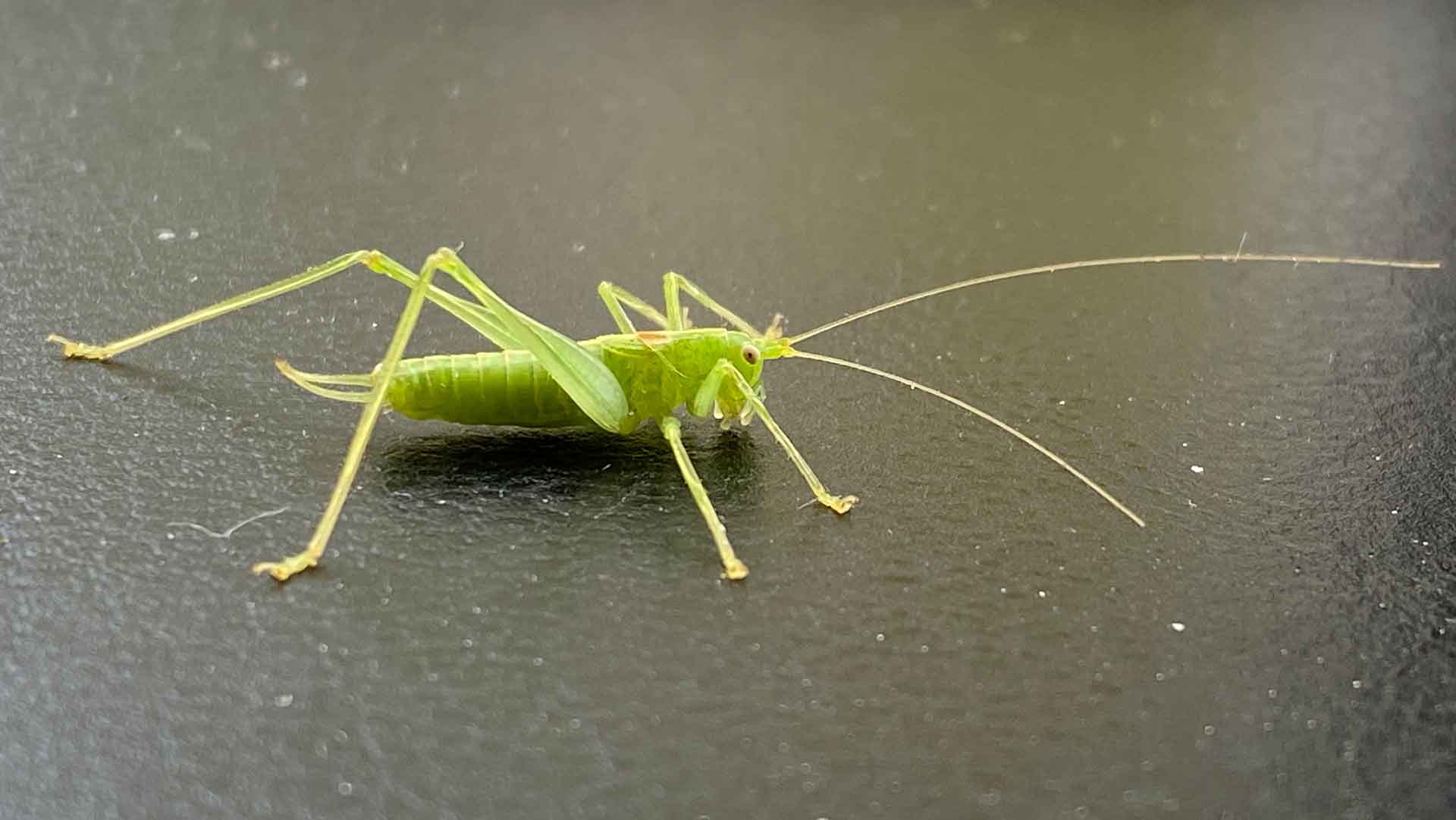Featured image for “Grasshopper Green”