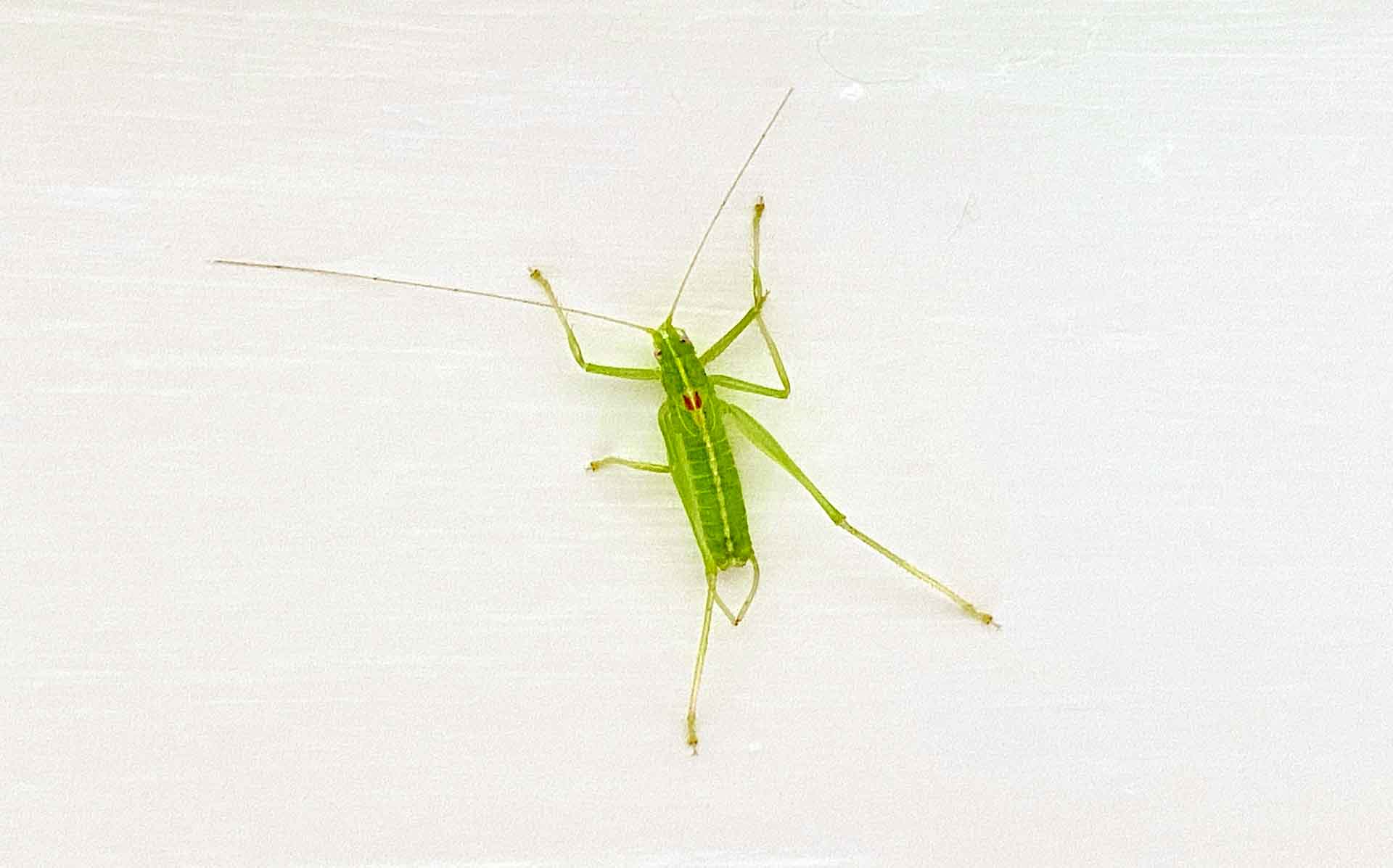 Featured image for “Grasshopper Green – Part II”