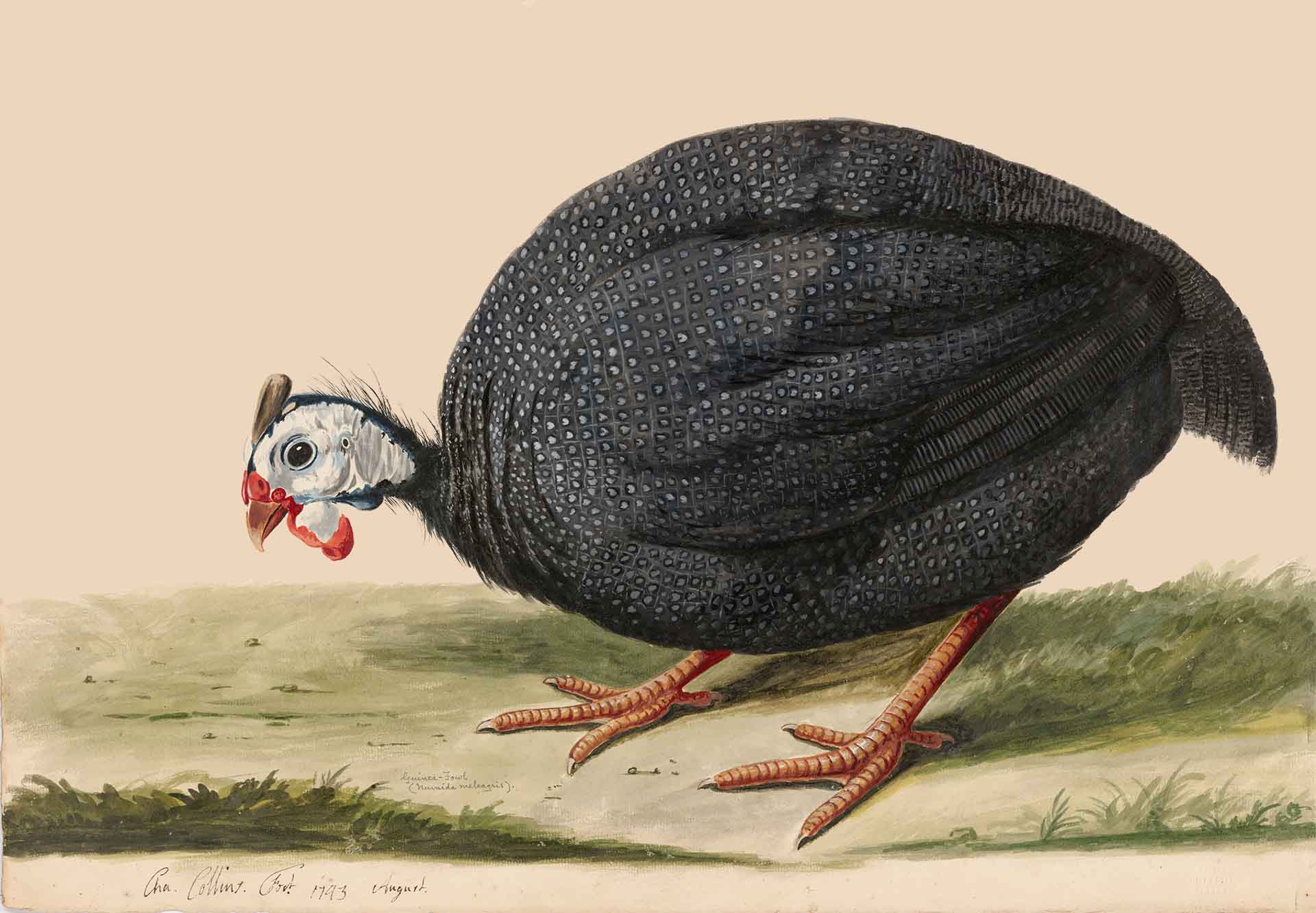 Featured image for “Guinea Fowl Fever”