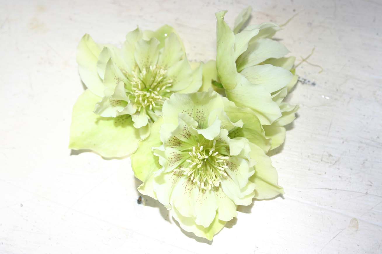 Featured image for “New Year’s Eve”