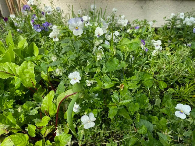 Featured Image For “Seed Swaps Are The Future”