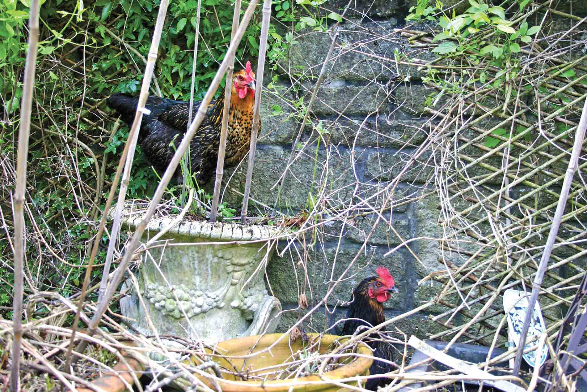 Featured image for “Highgrove Hens & A Heckled Dog”