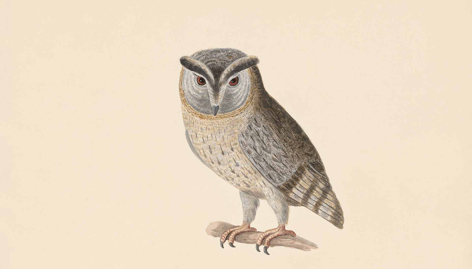 Featured image for “Owls & Halloween”