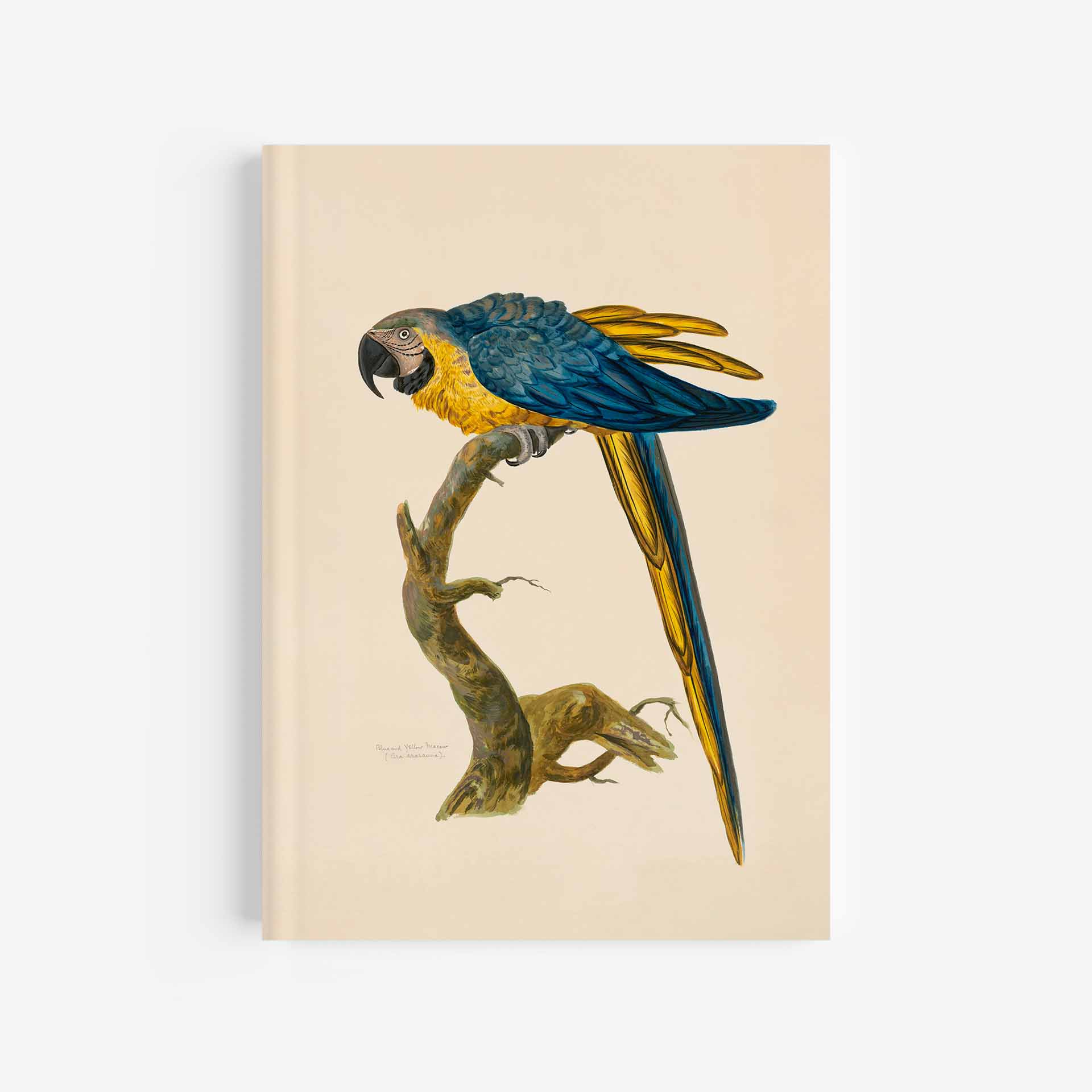 Blue &Amp; Yellow Macaw Journal
