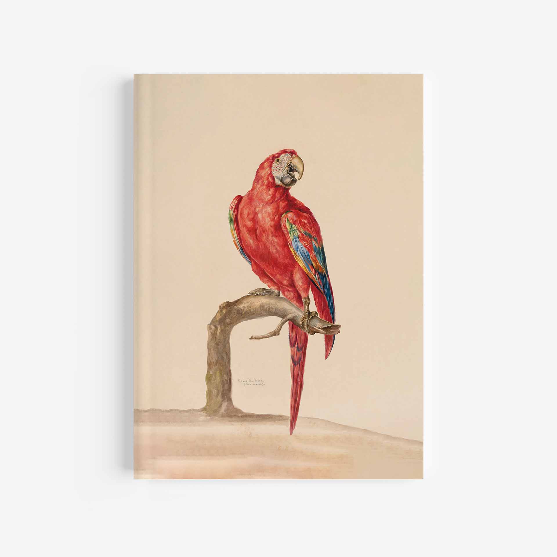 Red &Amp; Blue Macaw Notebook