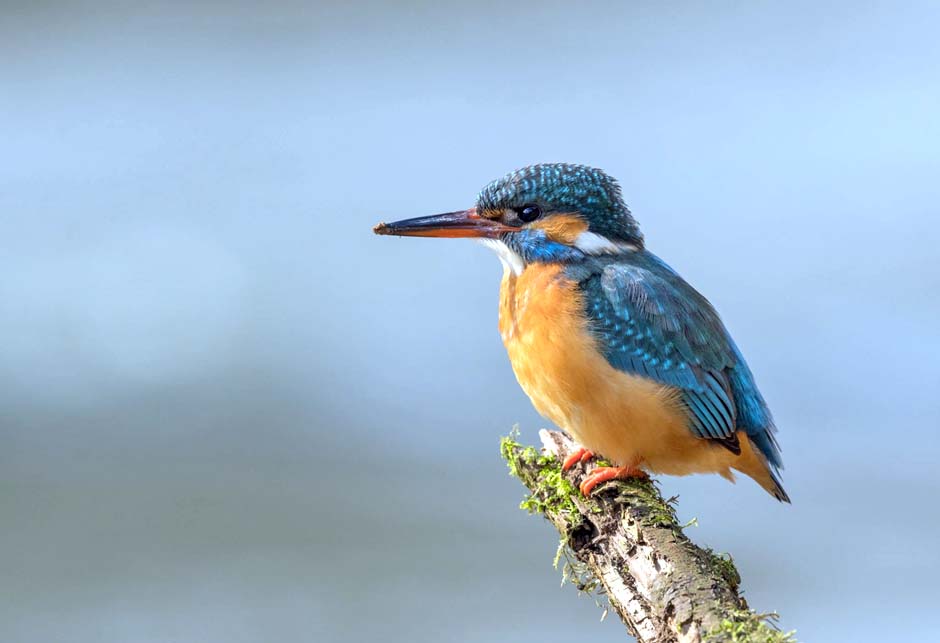 Featured image for “Kingfisher Dawn”