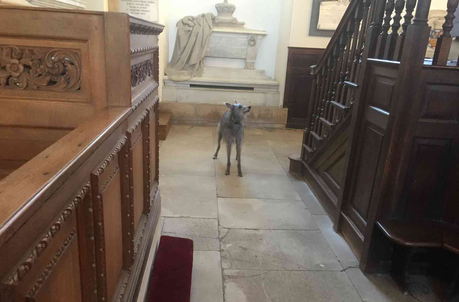 Featured image for “Little Donkey”