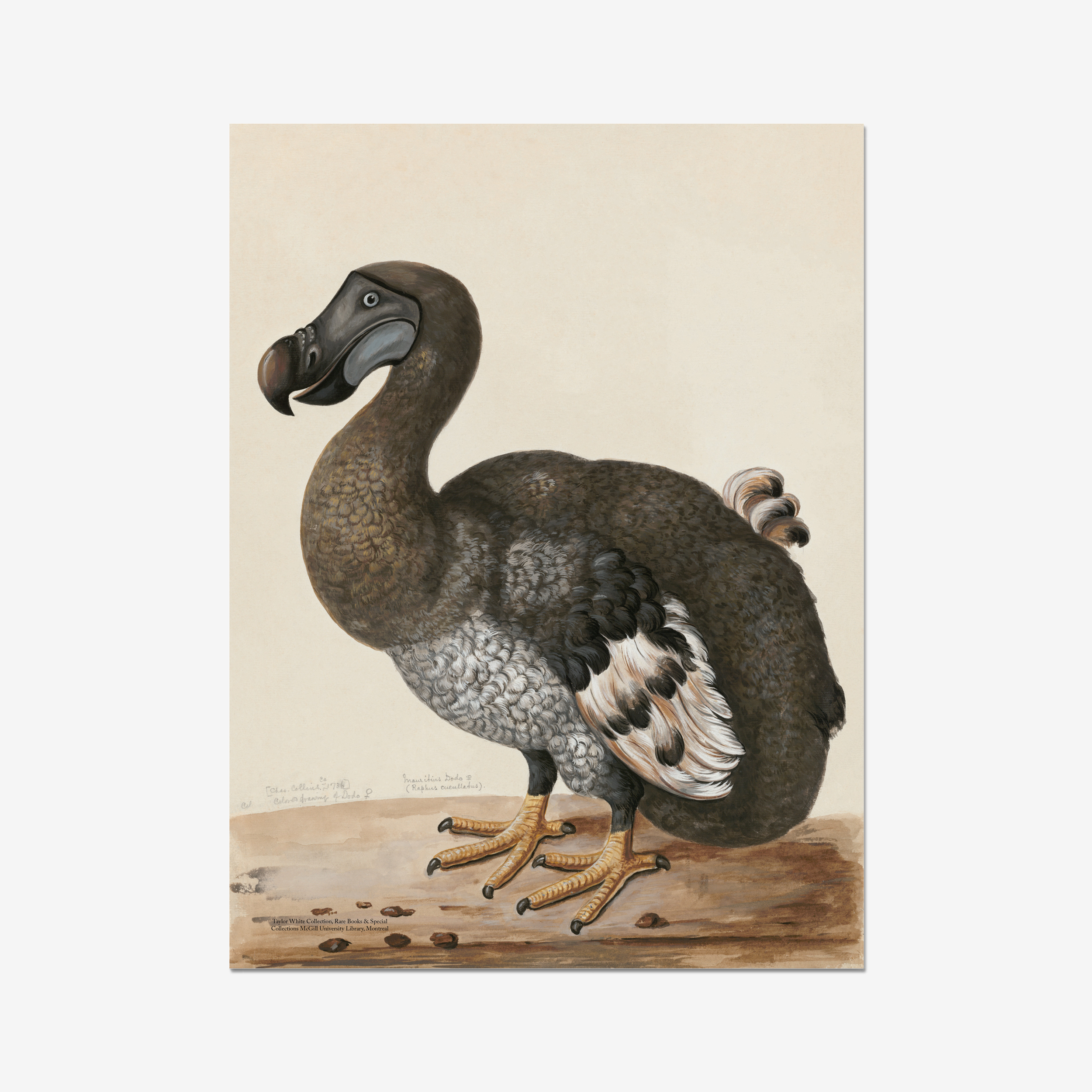 Featured image for “Is Christmas As Dead As A DODO This Year?”