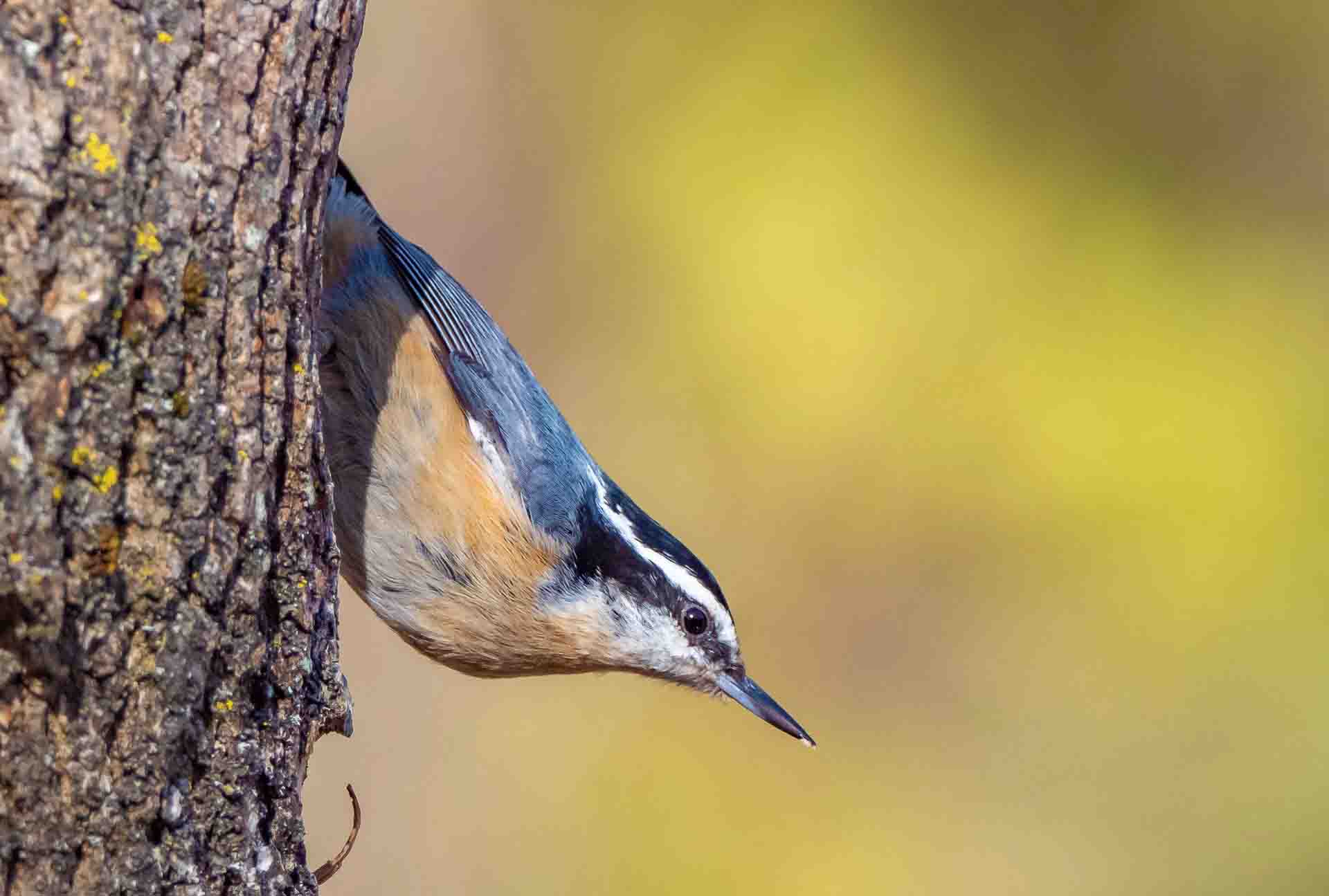 Featured image for “The Nuthatch – Dawn Hatches, Matches & Despatches”