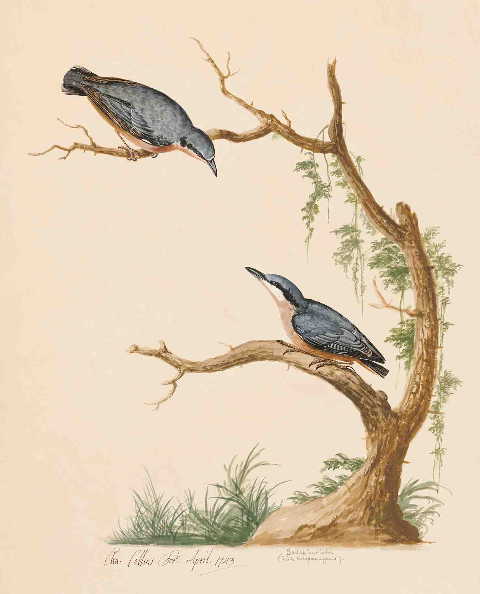 Nuthatches By Charles Collins