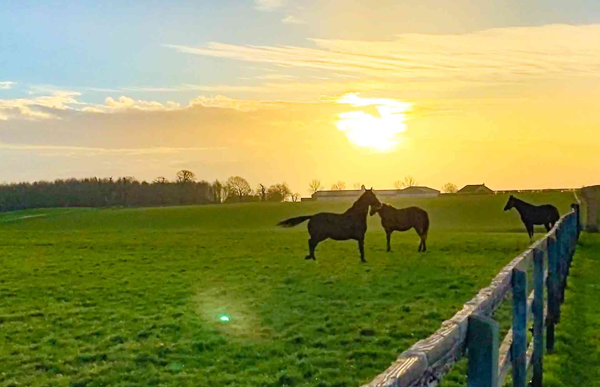 Racehorses In The Gloucestershire Countryside