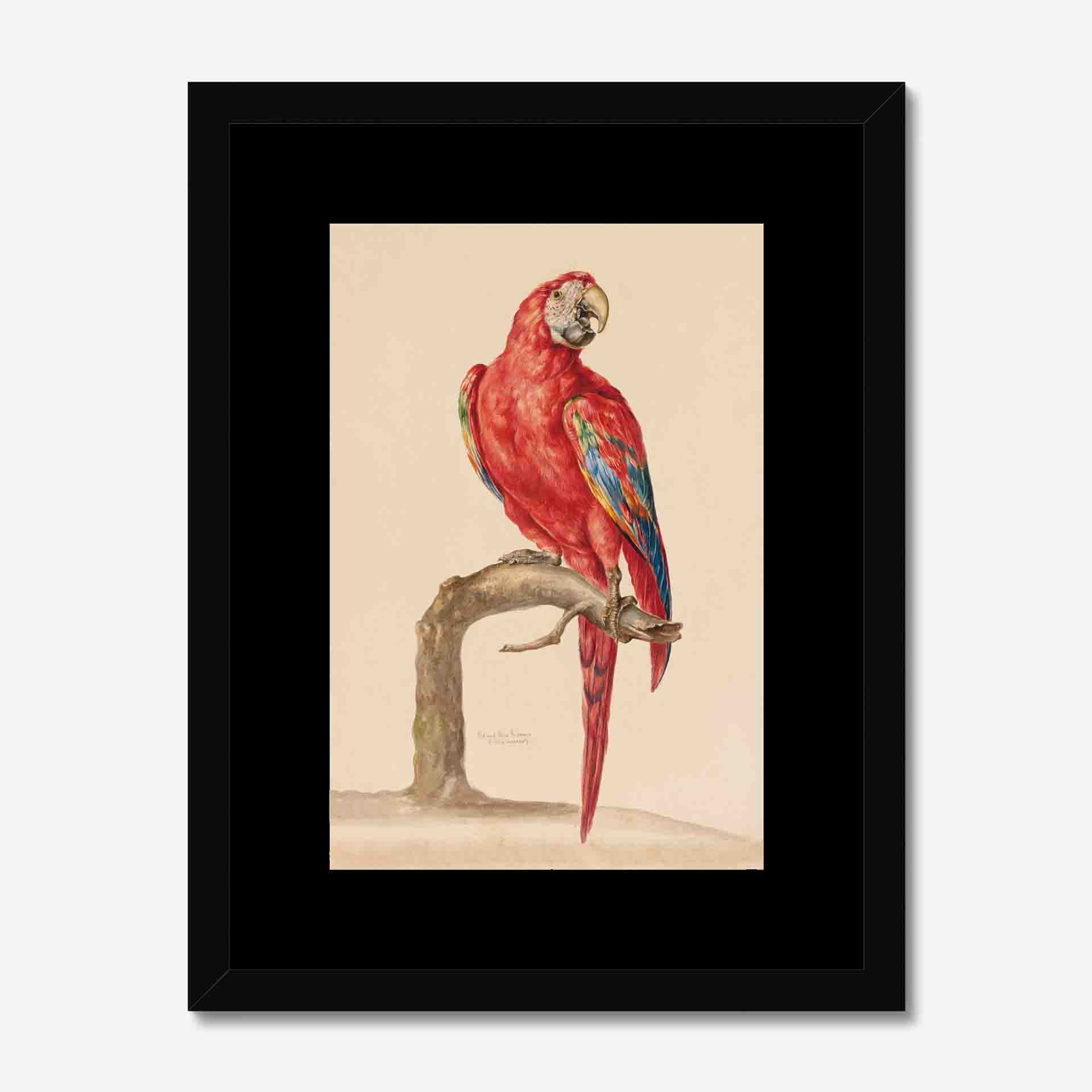 Framed Macaw With White Frame Black Mount
