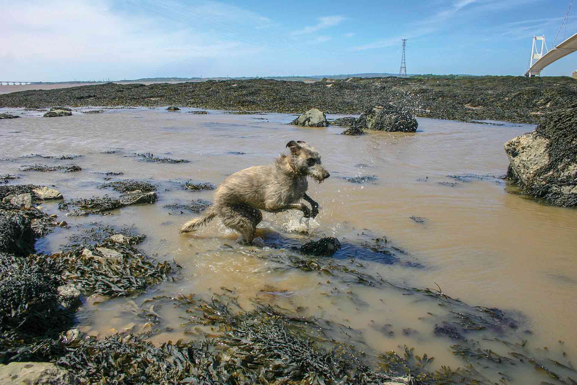 Featured image for “The Dog Rescuers”