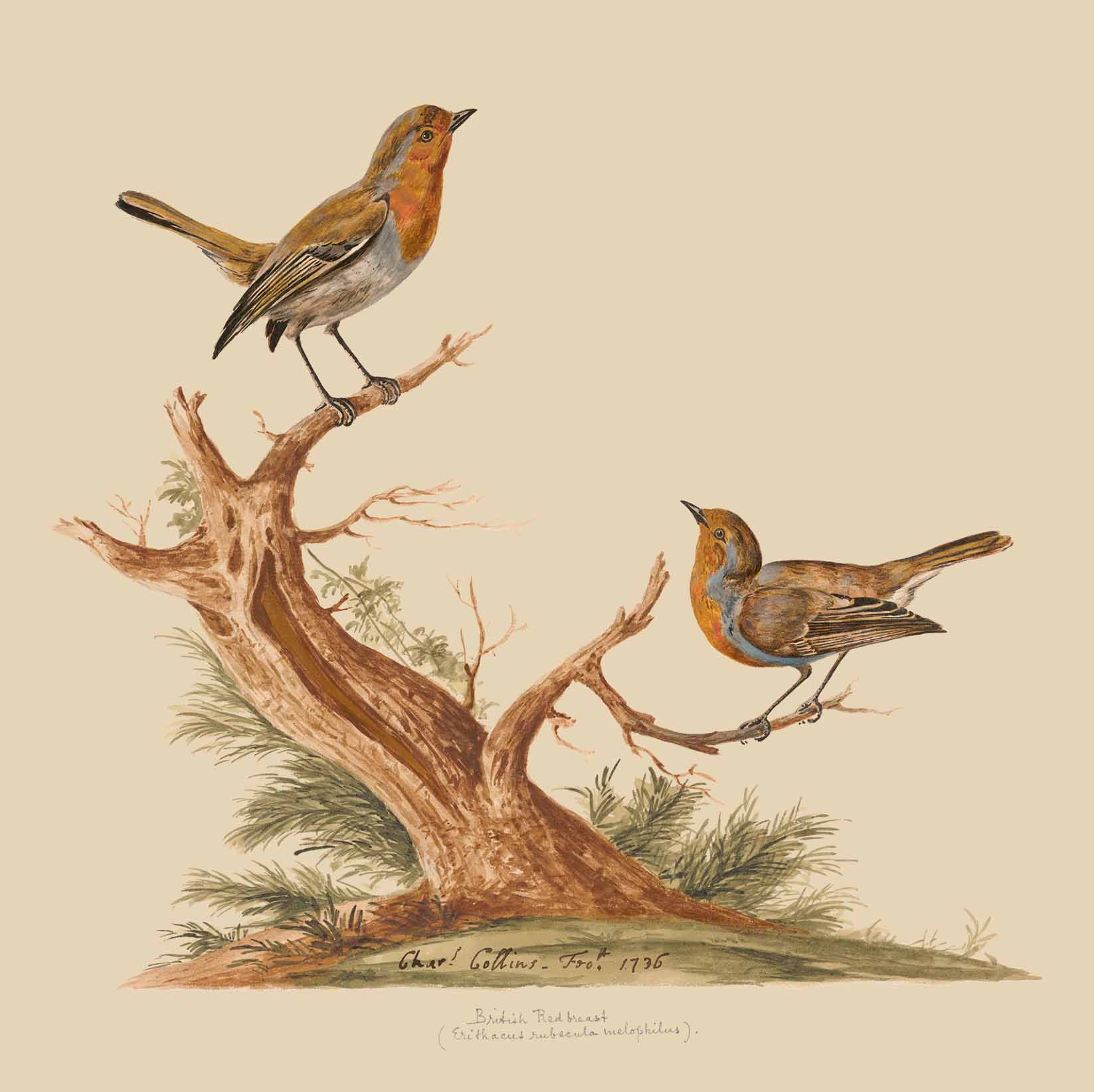 Robins Christmas Card