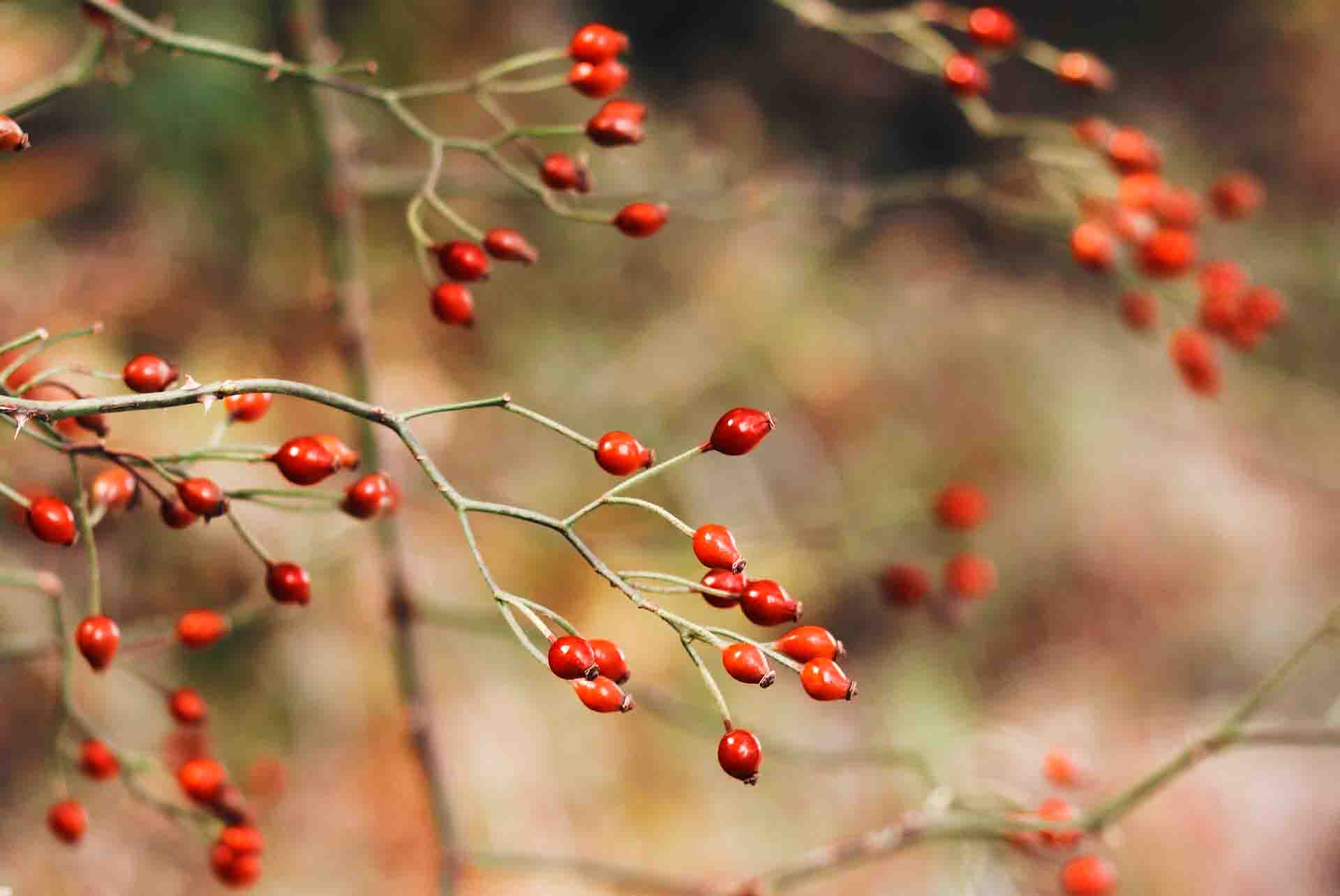 Featured image for “Anti-Viral Herbs To Grow In Your Garden In 2022”