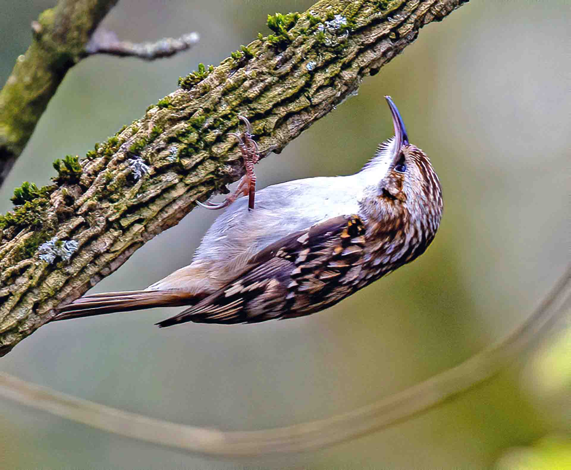 Featured image for “Tree Creepers”