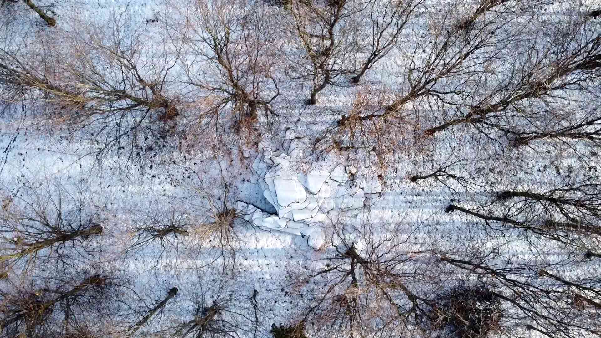 Featured image for “Winter Trees”