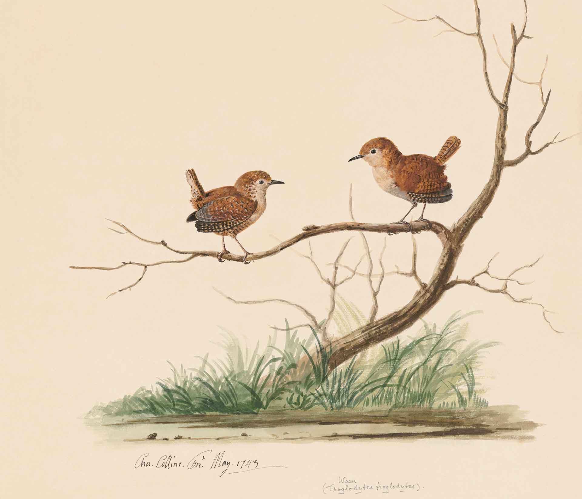 Featured image for “Wrens & Wooing”